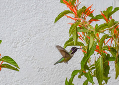 Calypte costae
