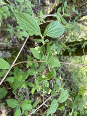 Philadelphus hirsutus