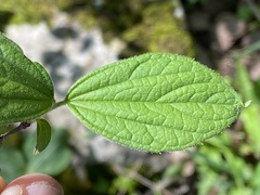 Philadelphus hirsutus