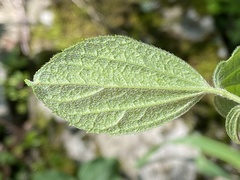 Philadelphus hirsutus