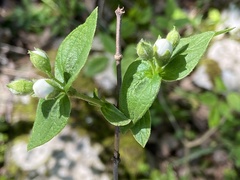Philadelphus hirsutus