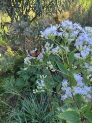 Chromolaena laevigata
