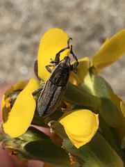 Scaphomorphus