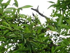 Photinia beauverdiana