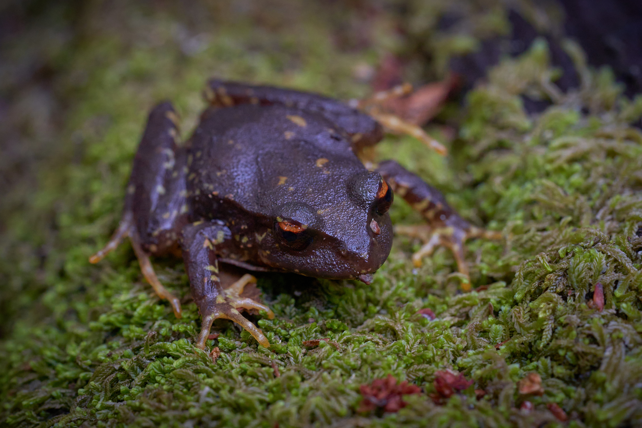 Eupsophus contulmoensis Ortiz, Ibarra-Vidal & Formas, 1989