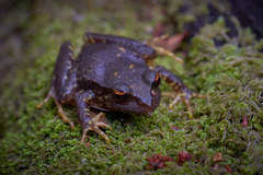 Eupsophus contulmoensis