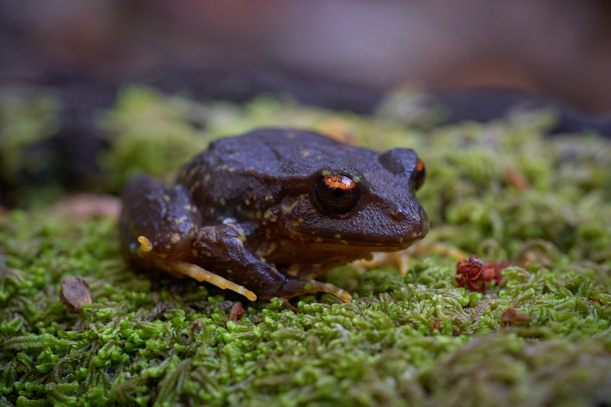 Eupsophus contulmoensis Ortiz, Ibarra-Vidal & Formas, 1989