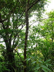 Photinia beauverdiana