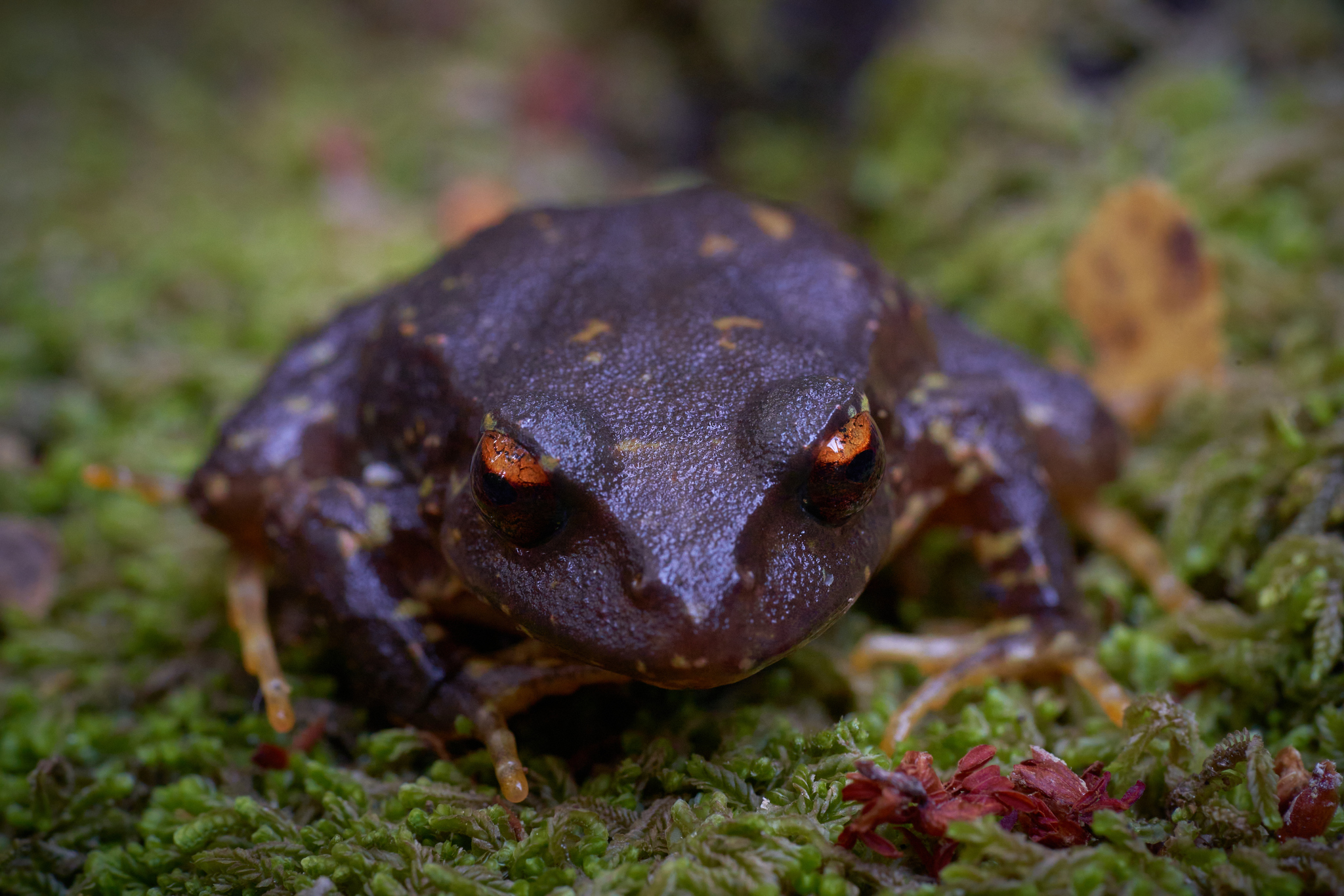 Eupsophus contulmoensis Ortiz, Ibarra-Vidal & Formas, 1989