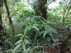 Photinia beauverdiana