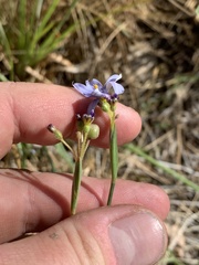 Sisyrinchium funereum