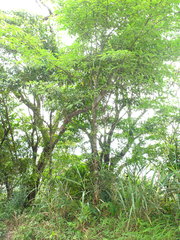Photinia beauverdiana