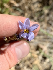 Sisyrinchium funereum
