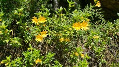 Diplacus grandiflorus