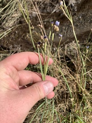 Sisyrinchium funereum