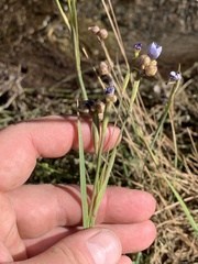 Sisyrinchium funereum