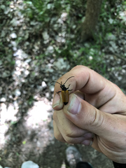 Trigonarthris atrata