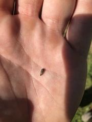 Acmaeodera neglecta neoneglecta