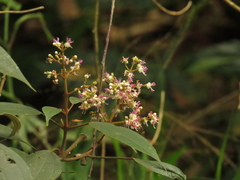 Miconia caudata