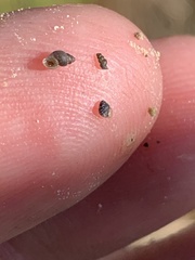 Pyrgulopsis sanchezi