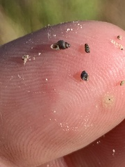 Pyrgulopsis sanchezi