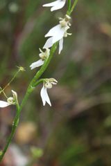 Eriochilus dilatatus multiflorus