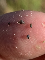 Pyrgulopsis sanchezi