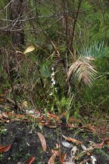 Eriochilus dilatatus multiflorus