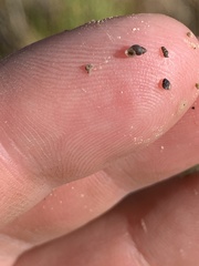 Pyrgulopsis sanchezi