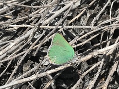Callophrys viridis