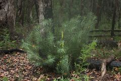 Podocarpus drouynianus