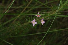 Boronia stricta