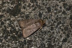 Athetis thoracica