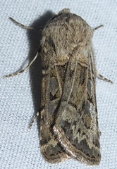 Agrotis orthogonia