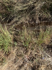 Sisyrinchium funereum