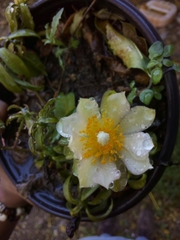 Pereskia aculeata