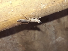 Mantoida