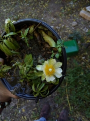 Pereskia aculeata