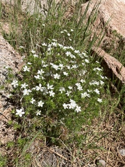 Leptosiphon floribundus glaber