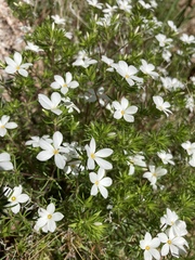 Leptosiphon floribundus glaber