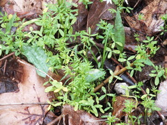 Floerkea proserpinacoides