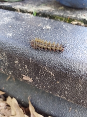 Hemileuca maia
