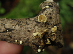 Pleuroflammula praestans