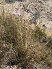 Cirsium mohavense