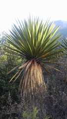 Yucca carnerosana