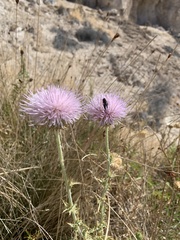 Cirsium mohavense
