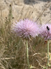 Cirsium mohavense