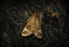 Strepsinoma foveata