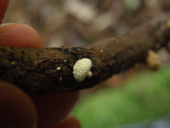 Pleuroflammula praestans