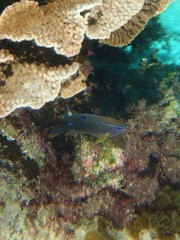 Neoglyphidodon polyacanthus